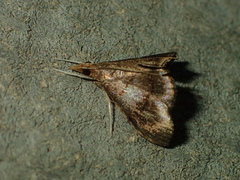 Hemiscopis violacea