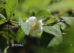 Campomanesia guazumifolia