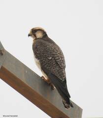 Falco biarmicus