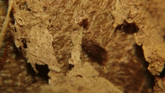 Lepidopsocidae
