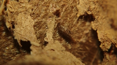 Lepidopsocidae