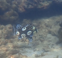 Plectorhinchus chaetodonoides