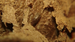 Lepidopsocidae