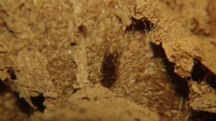 Lepidopsocidae