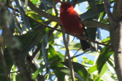 Drepanis coccinea