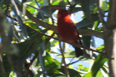 Drepanis coccinea
