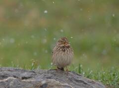Emberiza calandra