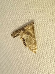 Petrophila canadensis