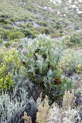 Protea lepidocarpodendron