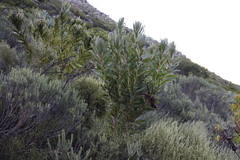 Protea lepidocarpodendron
