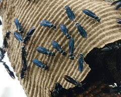 Synoeca