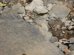 Abisara bifasciata