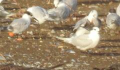 Thalasseus sandvicensis