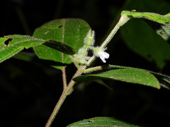 Miconia dentata