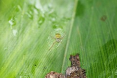 Argiope chloreis