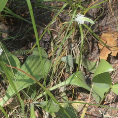 Plantago urvillei