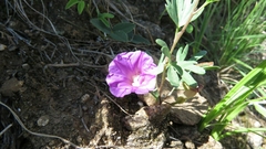 Ipomoea plummerae