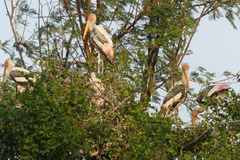 Mycteria leucocephala