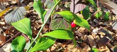 Ruscus colchicus