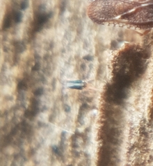 Eupodidae