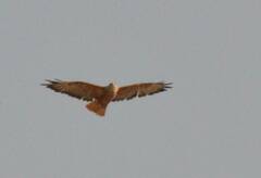 Buteo rufinus