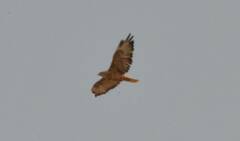 Buteo rufinus
