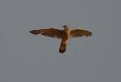 Falco tinnunculus