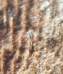 Eupodidae