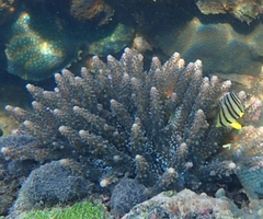 Chaetodon octofasciatus