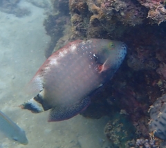 Cheilinus chlorourus