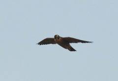 Falco peregrinus