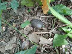 Kinosternon leucostomum