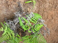 Pityrogramma calomelanos