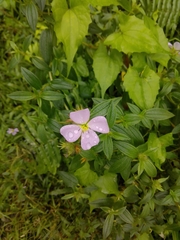 Pterolepis glomerata