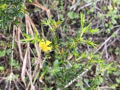 Hypericum limosum