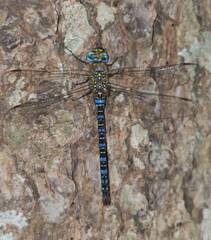 Aeshna mixta