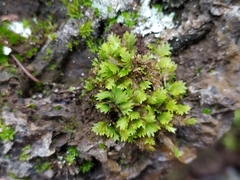 Fissidens dubius