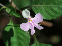 Impatiens hochstetteri