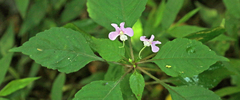 Impatiens hochstetteri