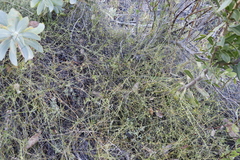 Osteospermum ciliatum