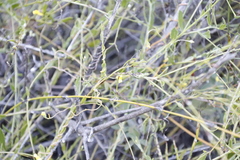 Osteospermum ciliatum