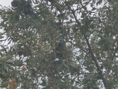 Thectocercus acuticaudatus