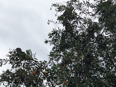Thectocercus acuticaudatus