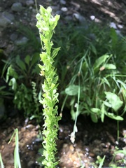 Platanthera sparsiflora