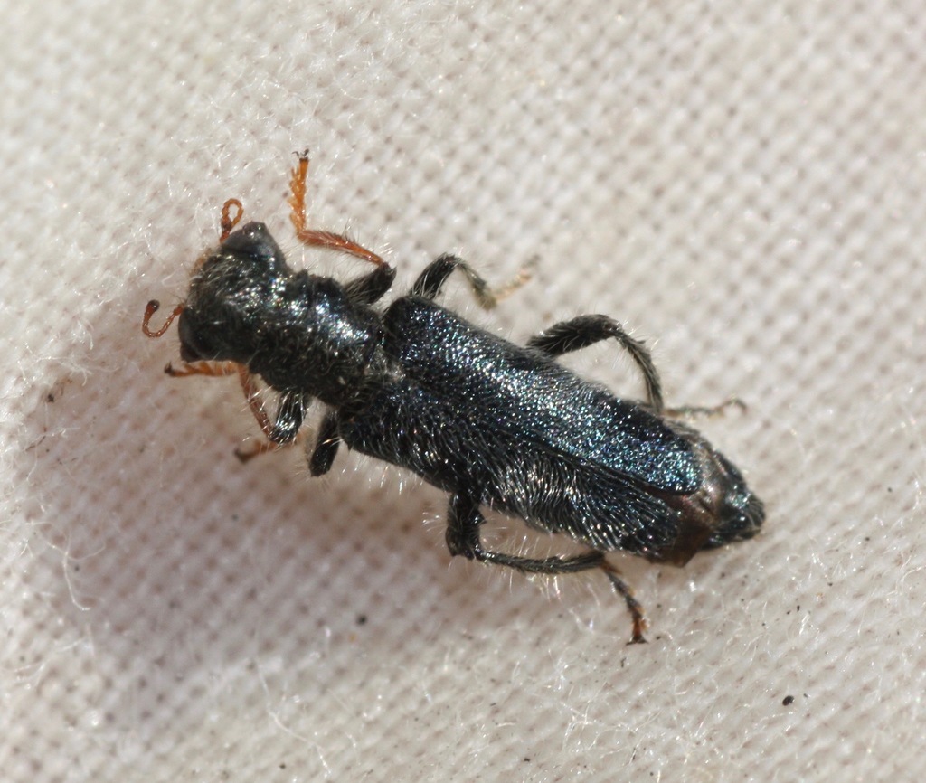 Phyllobaenus longus