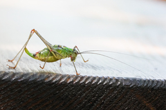 Poecilimon thoracicus