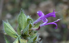 Dicliptera peruviana