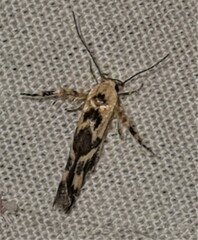 Stathmopoda melanochra