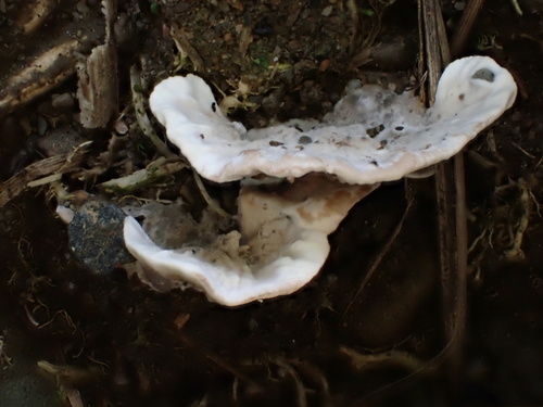 Stereopsis radicans observed 2022-06-18