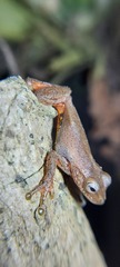 Dendropsophus columbianus